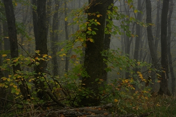 Morning in the forest / ***