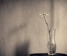 Camomile / .....