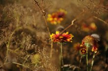  / 1/1500s, f/2.8, 70mm