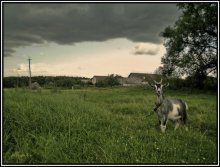 Velkopopovicky Kozel / ...................