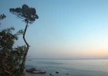 tree / ***