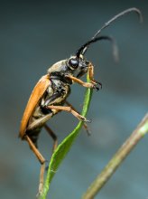 Beetle / ***