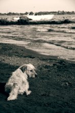 Longing for the sea / ***