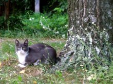 cat-scientist / ***