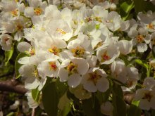 Spring / ***