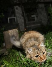 Cat = protein / ***