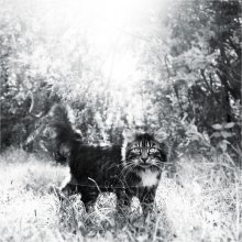 Sunny Cat / ***