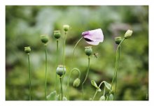 From the Life of Poppies / ......