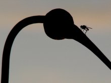 Fly / ***