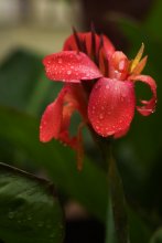 Rainy macro / ***
