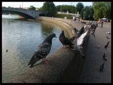 Pigeons / ..........