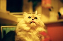 Kotya / .................