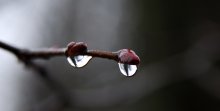 Snake eyes spring .... / ***