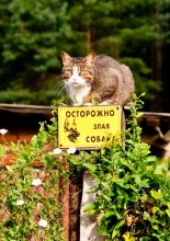 "Koshkopodobnaya dog" / ***