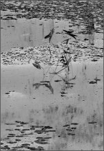 "Whirlpool" / .....