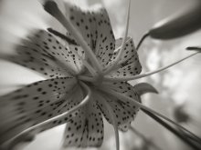 Flowers / ***