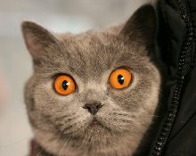 Mama, ich bin schockiert! / ***