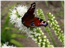 About butterflies. / ***