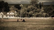 Pasture / ***