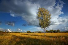 gold autumn / ***