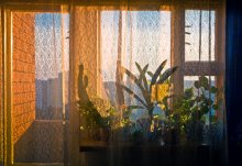 Sunny morning / ***
