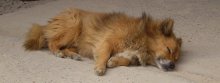 Dog / ***