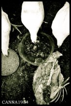 consideration of the prospects of cannibalism / ......