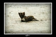 sparrow / ***