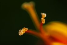 pistils stamen / ***