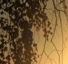 Oh beloved birch otgorela / ***