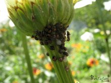 Life under the flower / ***