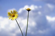 Sunflower / ......