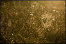"Golden" sketch / ***