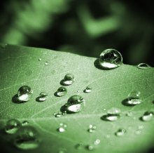 After the rain / raindrops