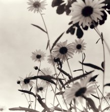 Gänseblümchen / .....
