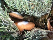 soup mushrooms / ***