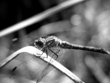 Take off / ***