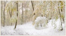 winter forest. / ***