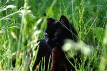 Huntress / ***