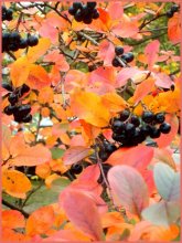Autumn / ***
