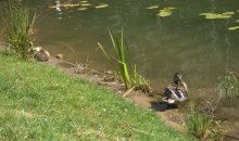 Duck creek / ***