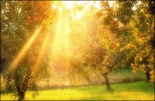Apple-tree - sunset / ***