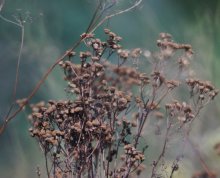 Grass 2 / ***