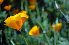 Almost poppies .... / ********