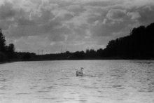 Lone Schwan / ***