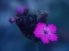 Fading Leidenschaft ... / ***
