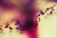 lily / ***