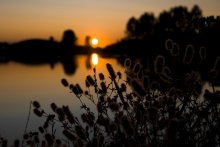 Plant at sunset / ***