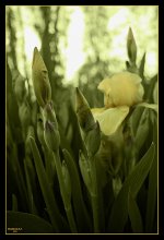 Iris buds / ***