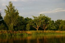 The left bank of the Berezina / ***